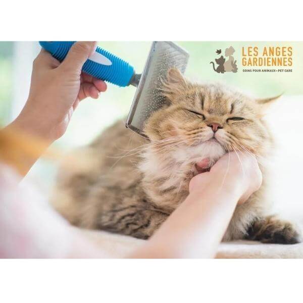 Cat hotsell grooming products