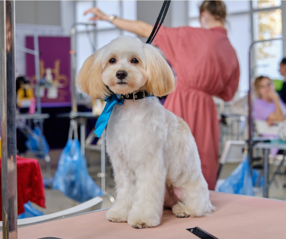 Dog grooming online school