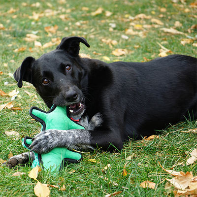 Kong Ballistic Dog Toy