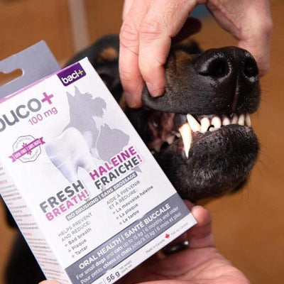 Buci+ Buco+ Oral Health