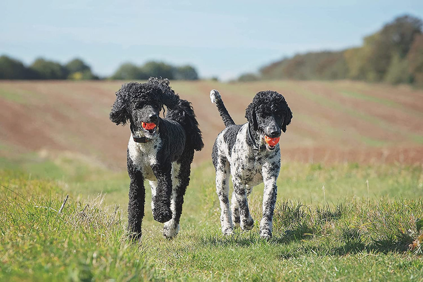 ChuckIt! Breathe Right (Air) Fetch Ball