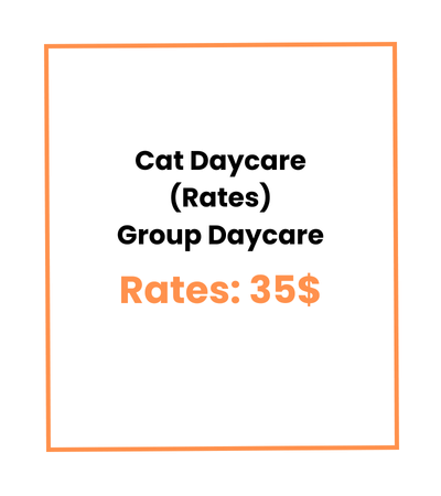 Cat Daycare (Rates) Group Daycare