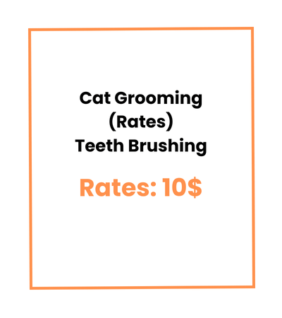 Cat Grooming (Rates) Teeth Brushing