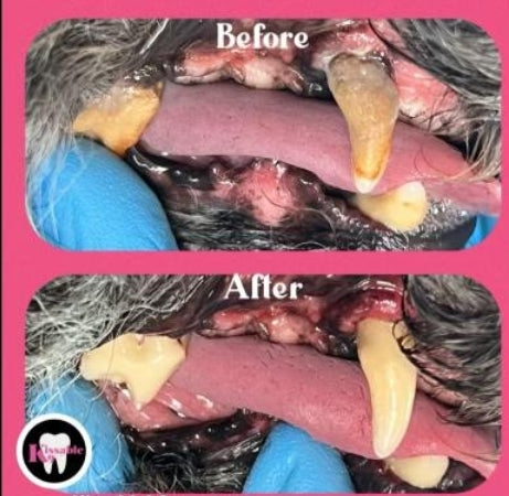 Teeth Cleaning for Cats and Dogs Cosmetic