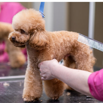 Grooming School for Dogs and Cats Montreal