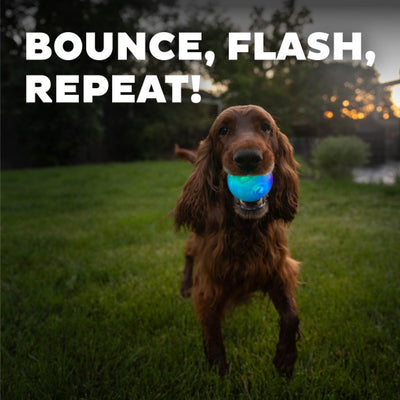 Orbee-Tuff LED Strobe Ball Dog Toy ( Glow )