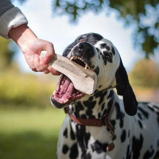 Bois de cerf à mâcher pour chien Dentler